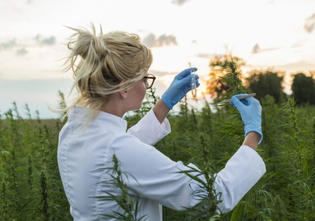 Scientist with tweezers taking samples and observing CBD hemp plants on marijuana field. She is using glass tube