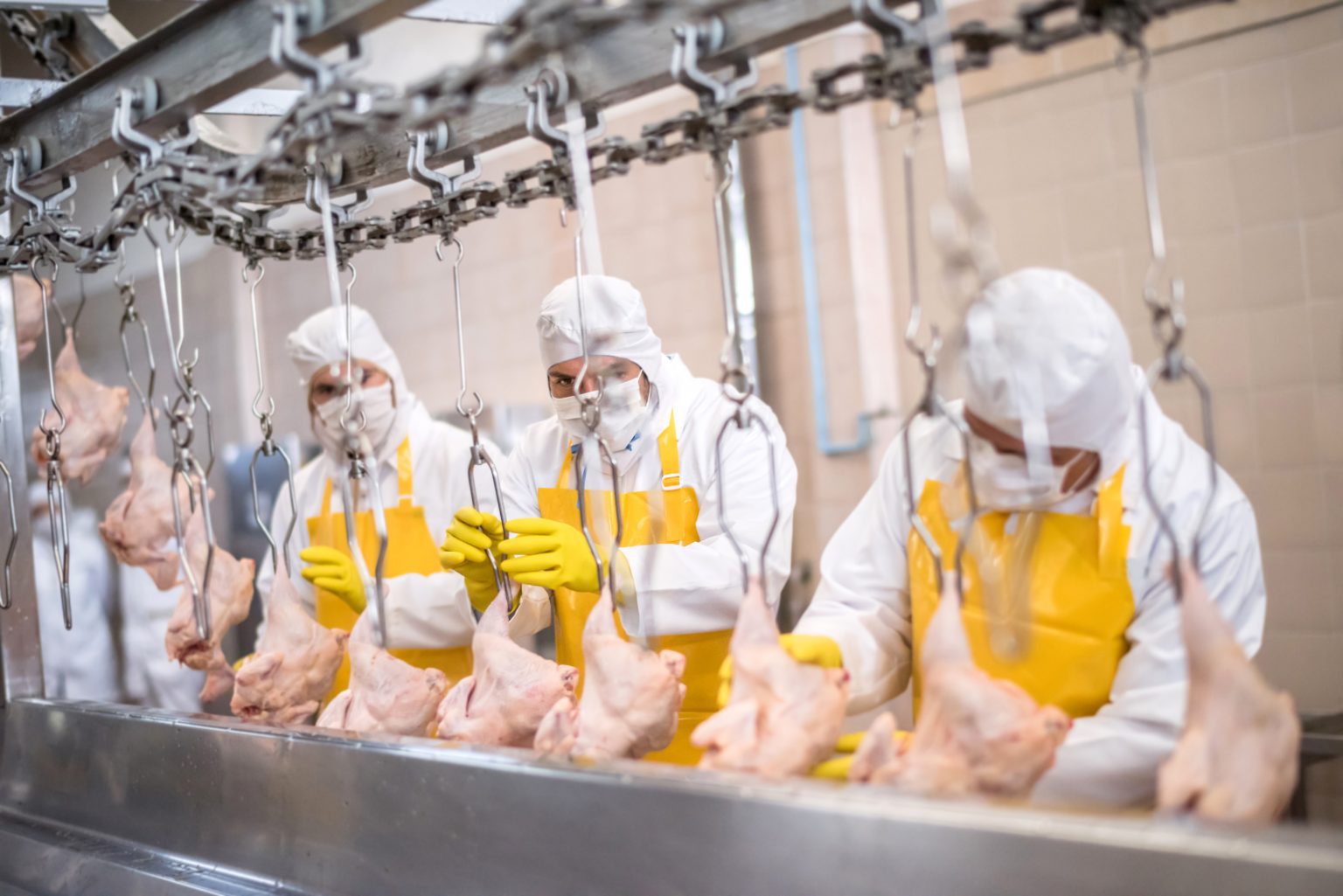 Poultry Processor to Establish First East Coast Operation in Virginia ...