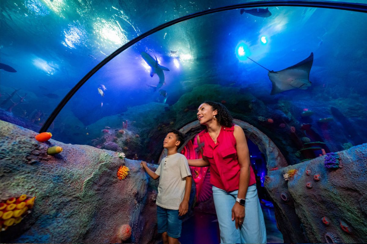 Theme-Park-Under-The-Sea-Ocean-Tunnel_SEA-LIFE-FLORIDA